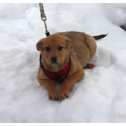 Щенулька Лисёна ищет свою любимую семью