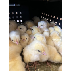 Бройлер суточный опт