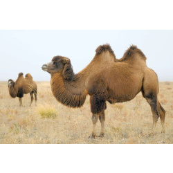 Двугорбый верблюд