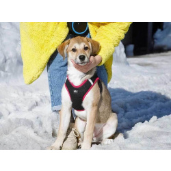 Ласковая и нежная девочка-щенок Лилу ищет дом