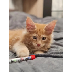 Котята Мейн Кун