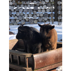 Камерунская коза