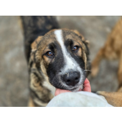 Прекрасный умный щенок ищет дом