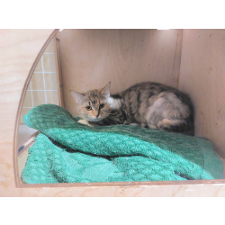 Котенок-подросток девочка Диди ищет дом!