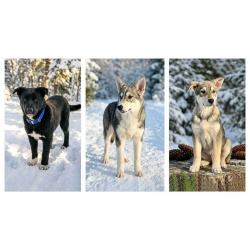 Три щенячьх сердца ищут добрых хозяев