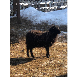 Овца Уэссан