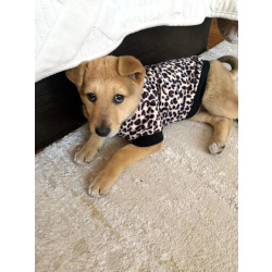 Скромный щенок в футболочке ищет дом