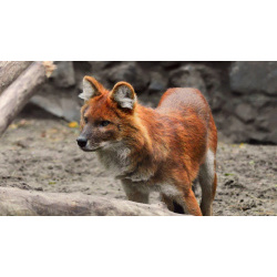 Красный волк