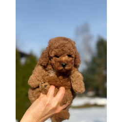 Пуделя щенок той рыжий БАНТИК