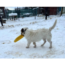 Маленький породистый пёсик