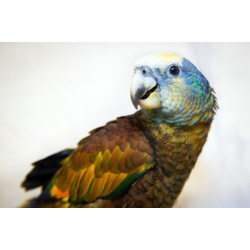 Королевский амазон (Amazona guildingii) - ручные птенцы из питомника