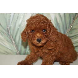 Щенок миниатюрного пуделя- РКФ