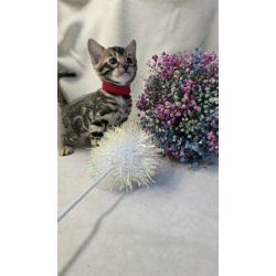 Ласковые бенгалы