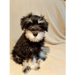 Щенки цвергшнауцера