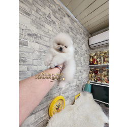 Мини девочка померанского шпица из племенного питомника РКФ