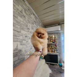 Девочка померанского шпица медвежонок