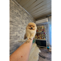 Шпиц померанский мальчик медвежонок Ркф