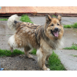 Мишка в поисках дома и своей семьи