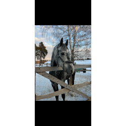 Орловский рысак