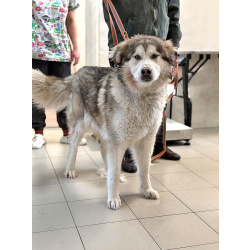 Молодая домашняя собака Тали, аляскинский маламут ищет дом