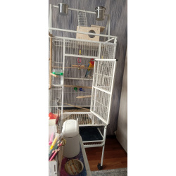 Попугай розелла. Самка