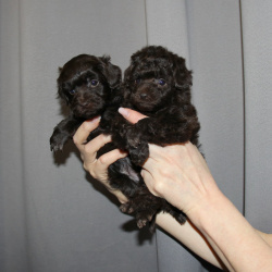 Той-пудель щенки - шоколадные. СПб