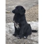 Помогите обрести им дом