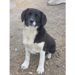 Помогите обрести им дом