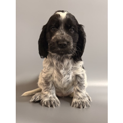 Щенки английского кокер-спаниеля, дата рождения 08.02.2026 г.