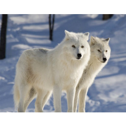 Полярный волк