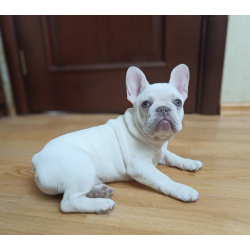 Продаю щенков французского бульдога