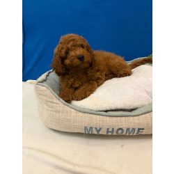 Пудель той Мальчик