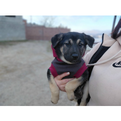 Ручной игривый щеночек ищет дом