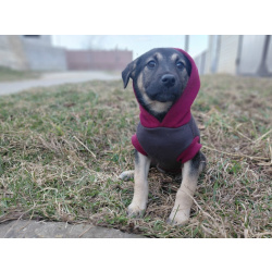 Ручной игривый щеночек ищет дом