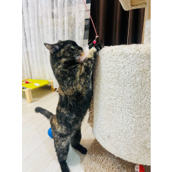 Метис породы манчкин Шерри в добрые руки