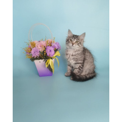 Сибирский котенок