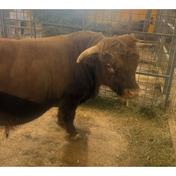 Корова Декстер