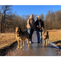 Верные и преданые товарищи-собаки ищут дом