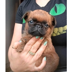 Пти-брабансон рыжий мальчик