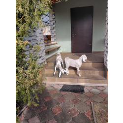 Козлята от молочной козы