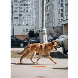 Микки ищет дом!