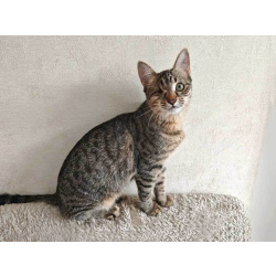 Минитигренок Лора, ласковая кошечка-подросток ищет дом