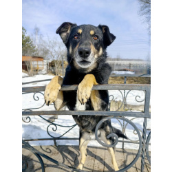 Умный, верный, ласковый пес Жорж ищет дом