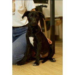 Щенок ищет свою семью.