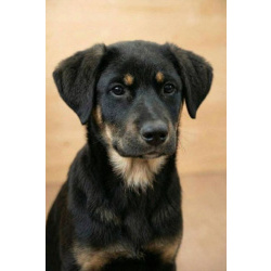 Красавица Каштанка, ласковый щенок-подросток ищет дом