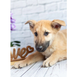 Красавчик Барни в поисках любящей семьи!