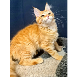 Мейн кун котенок