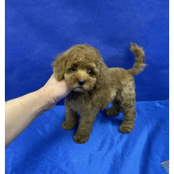 Пуделя щенок той рыжий АЙВЕНГО