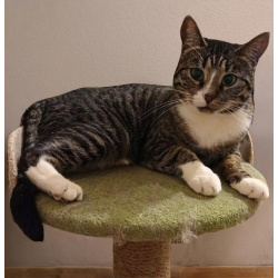 Очень спокойная кошечка Адель в добрые руки