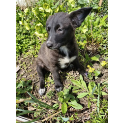 Маленький щенок с мягенькой шерсткой